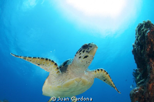 sea turtle by Juan Cardona 